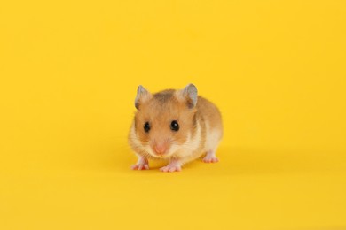 Cute little fluffy hamster on yellow background