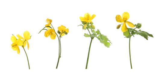 Celandine plants with yellow flowers and green leaves on white background, collage. Banner design 