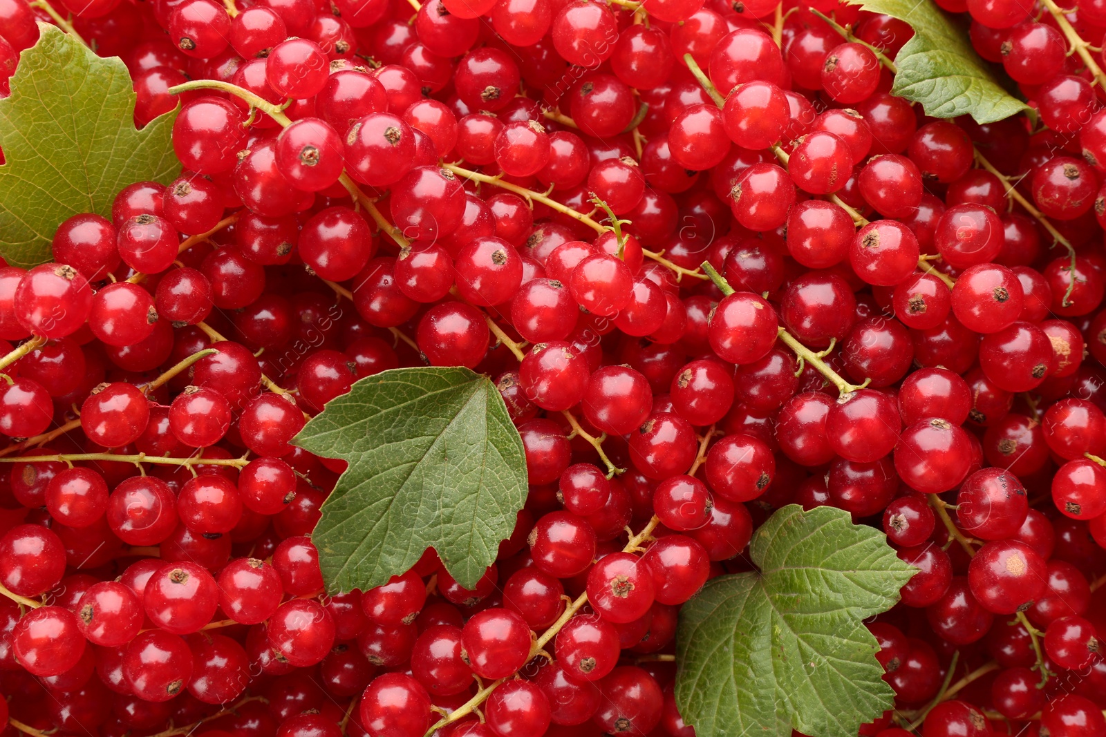 Photo of Delicious ripe red currants and green leaves as background, top view