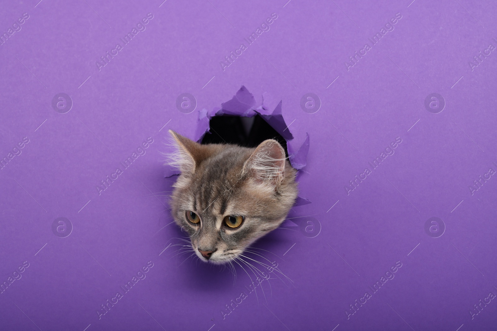 Photo of Cute cat looking through hole in purple paper