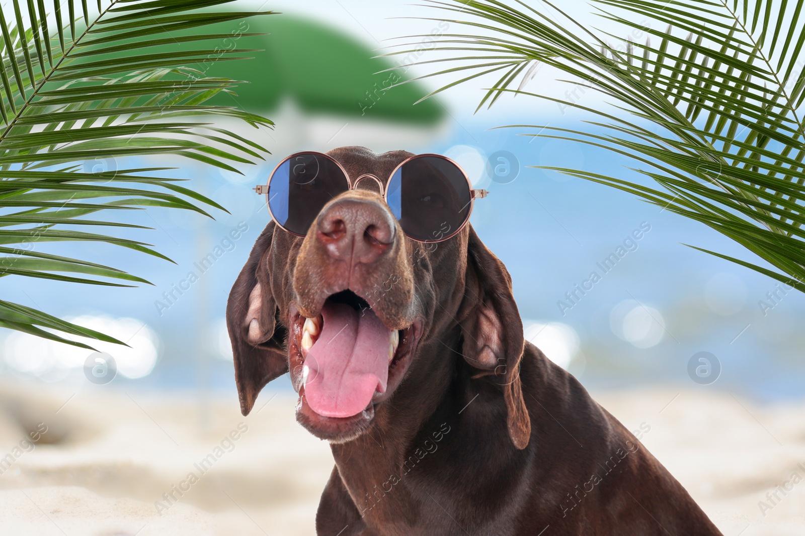 Image of Cute dog wearing sunglasses near sea. Summer vacation with pet