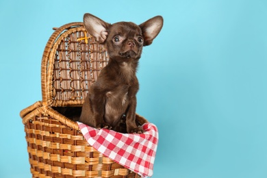 Photo of Cute small Chihuahua dog in picnic basket on light blue background. Space for text