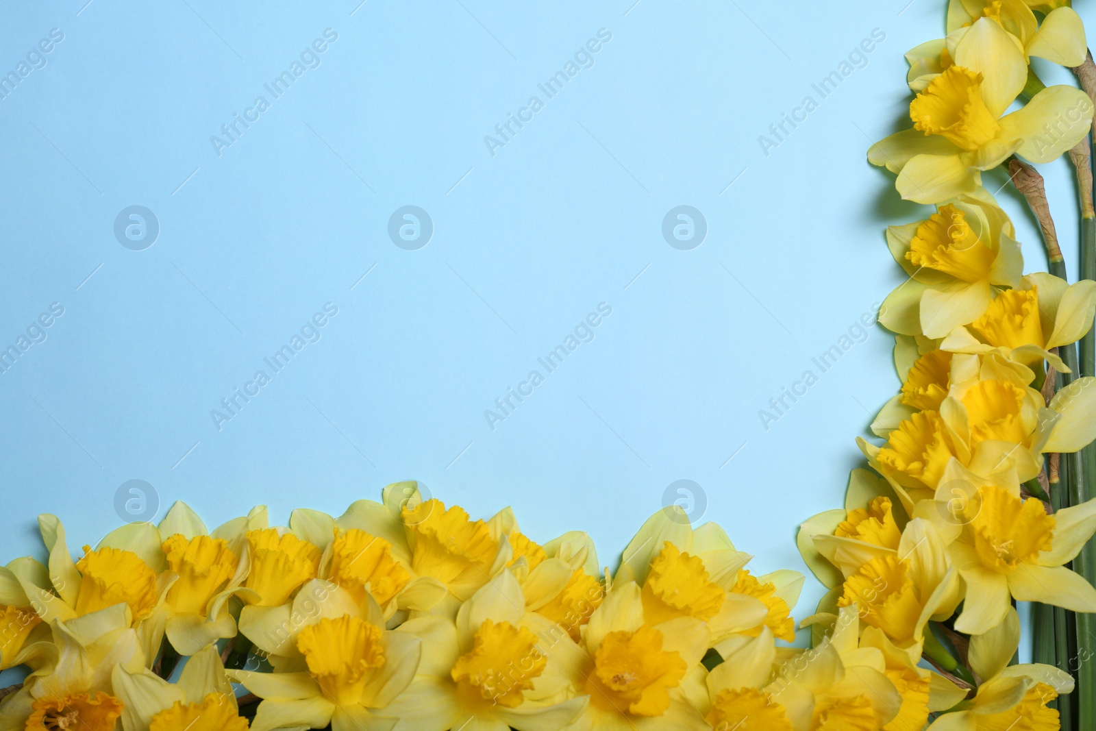 Photo of Beautiful yellow daffodils on light blue background, flat lay. Space for text