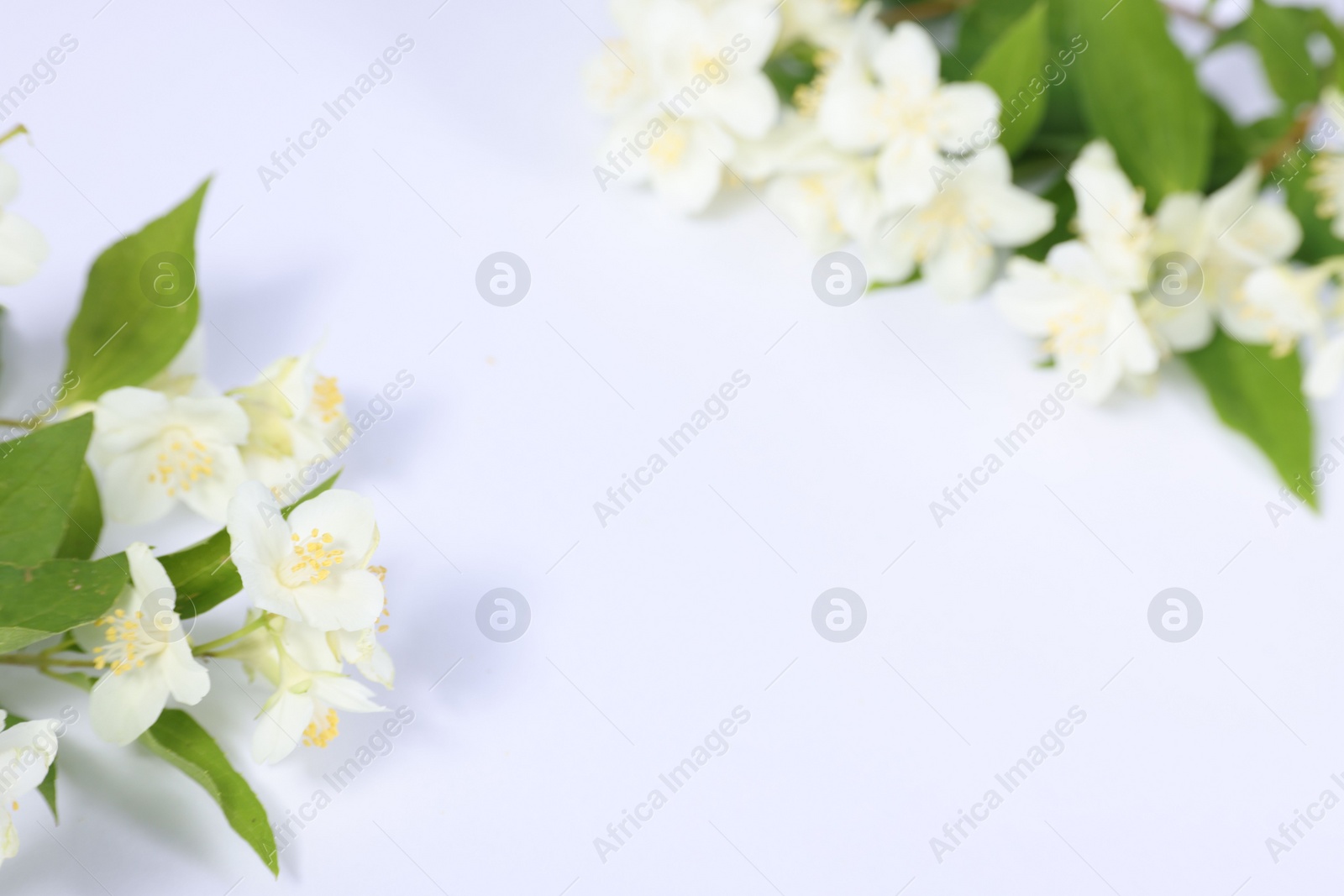 Photo of Beautiful jasmine flowers on white background, closeup. Space for text