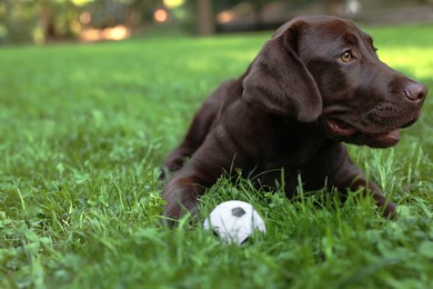 Adorable Labrador Retriever dog with ball on green grass in park