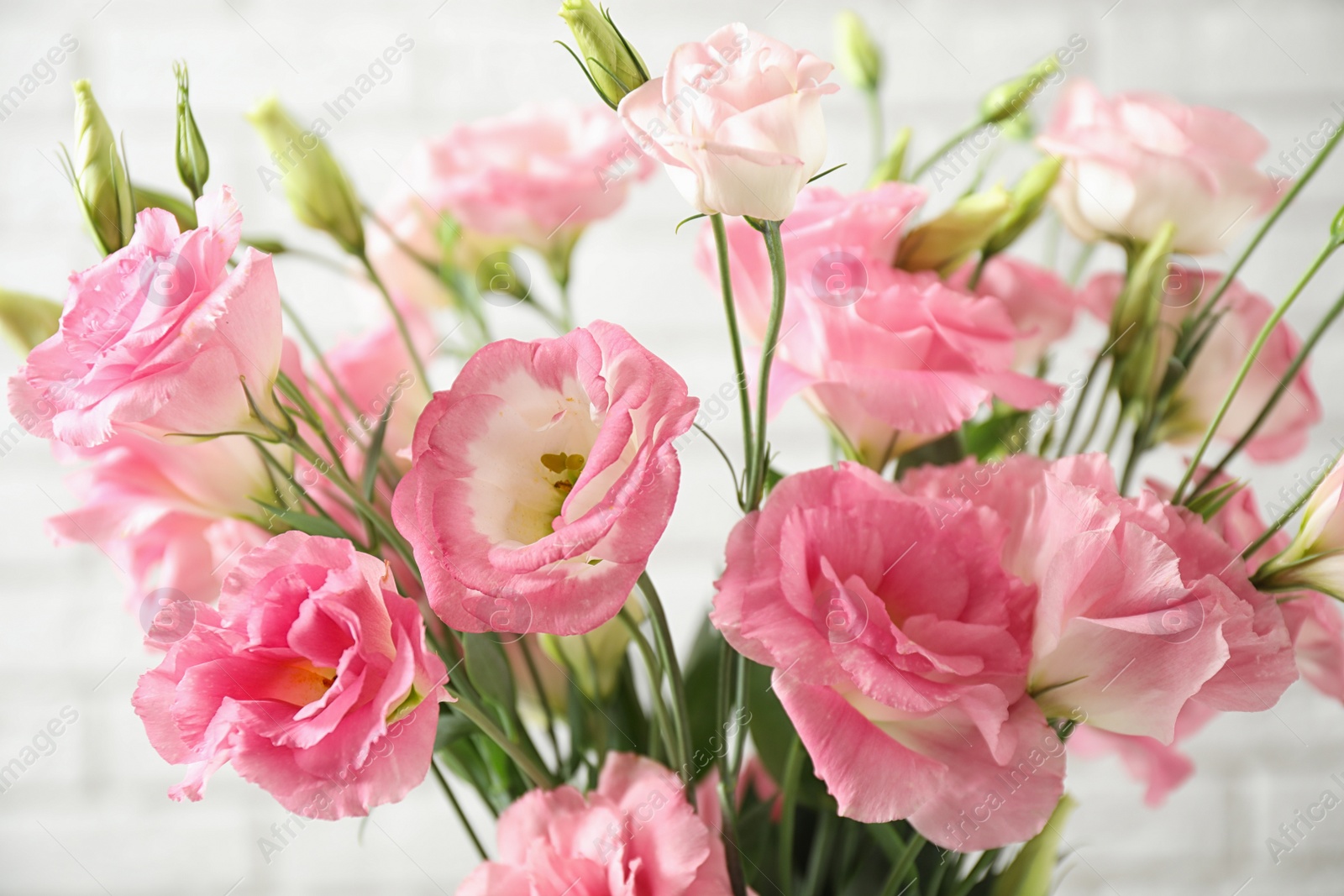 Photo of Beautiful Eustoma flowers on light background, closeup