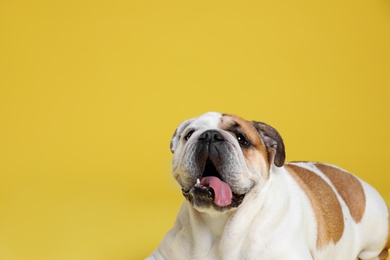 Photo of Adorable funny English bulldog on yellow background, space for text