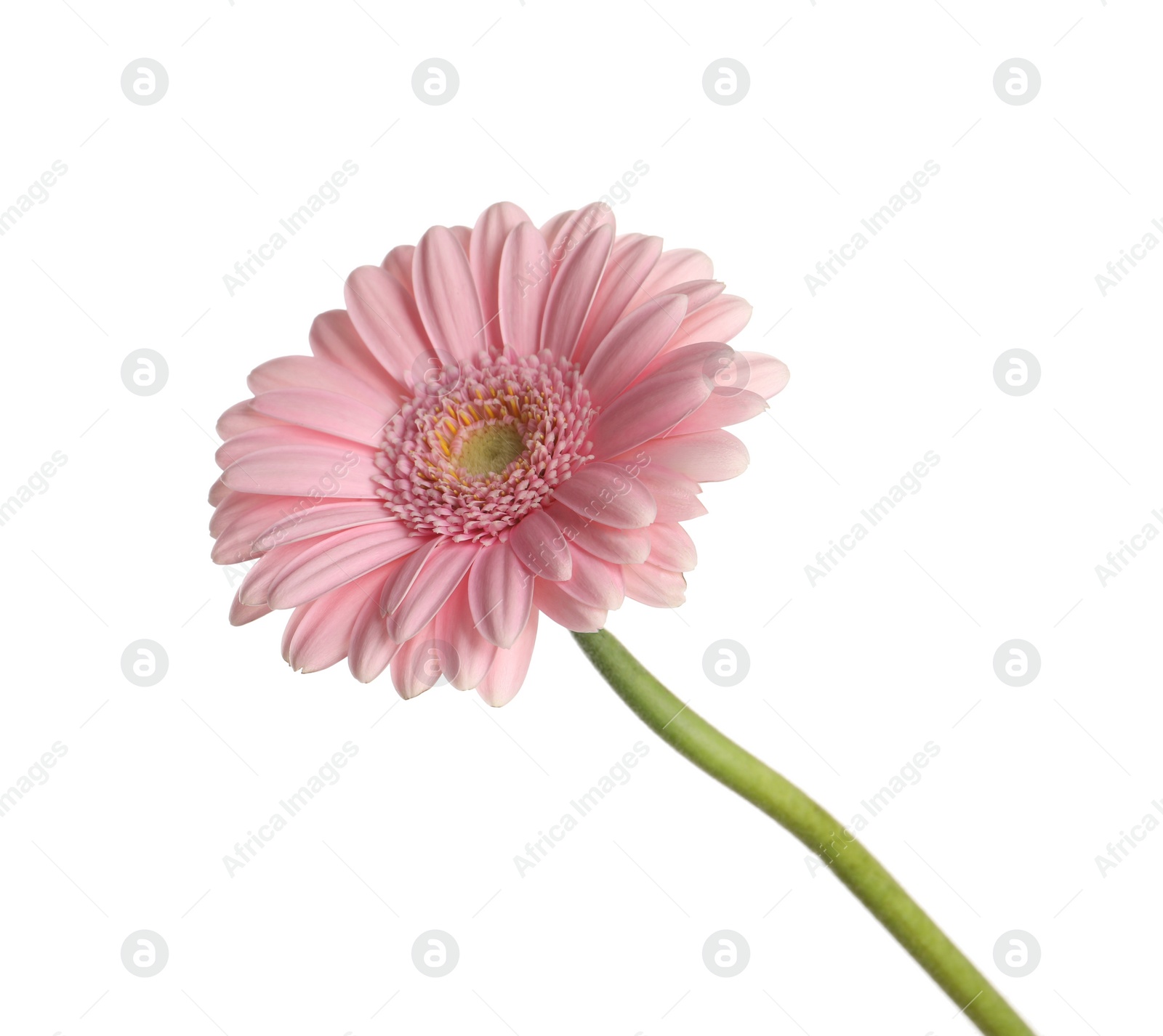 Photo of Beautiful pink gerbera flower isolated on white