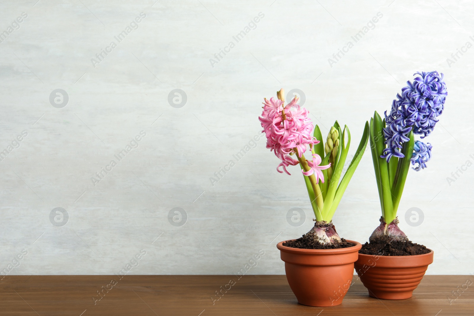Photo of Beautiful hyacinth flowers in pots on wooden table. Space for text