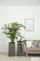 Beautiful potted plants in modern living room