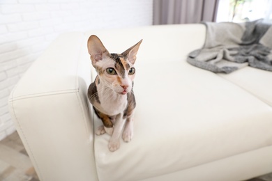 Photo of Adorable Sphynx cat on sofa at home, space for text. Cute friendly pet