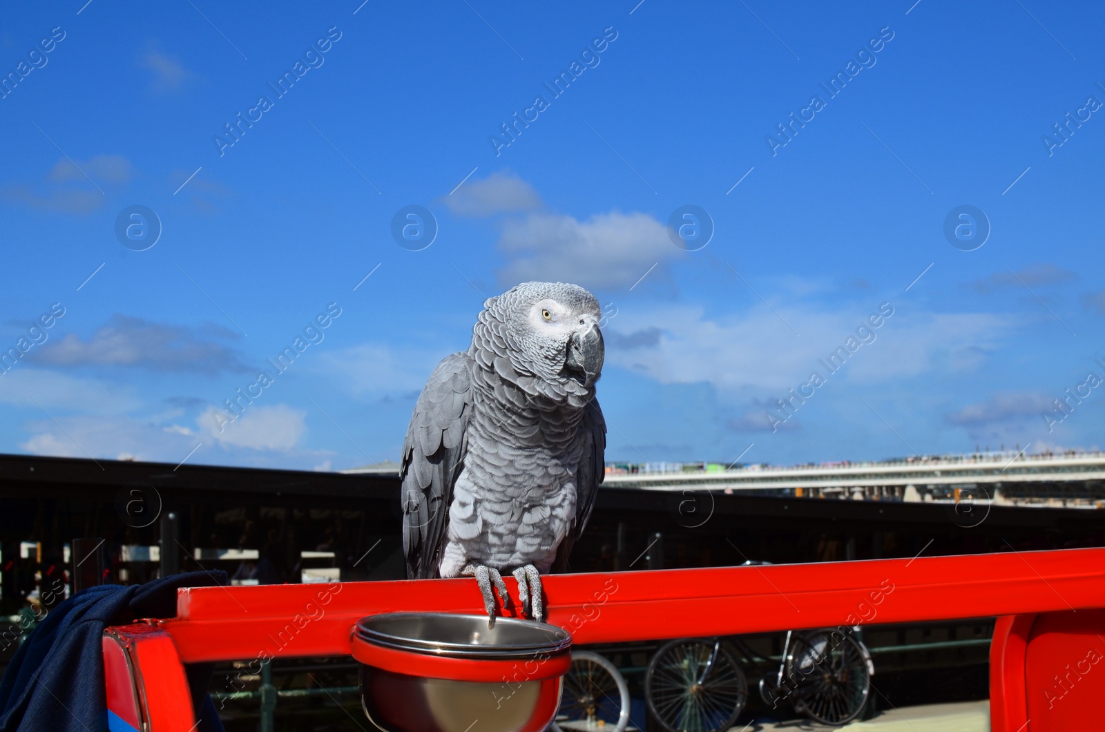 Photo of Grey Jaco parrot sitting on red fence outdoors