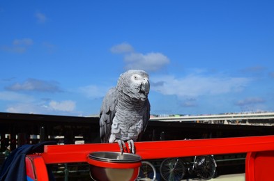 Grey Jaco parrot sitting on red fence outdoors