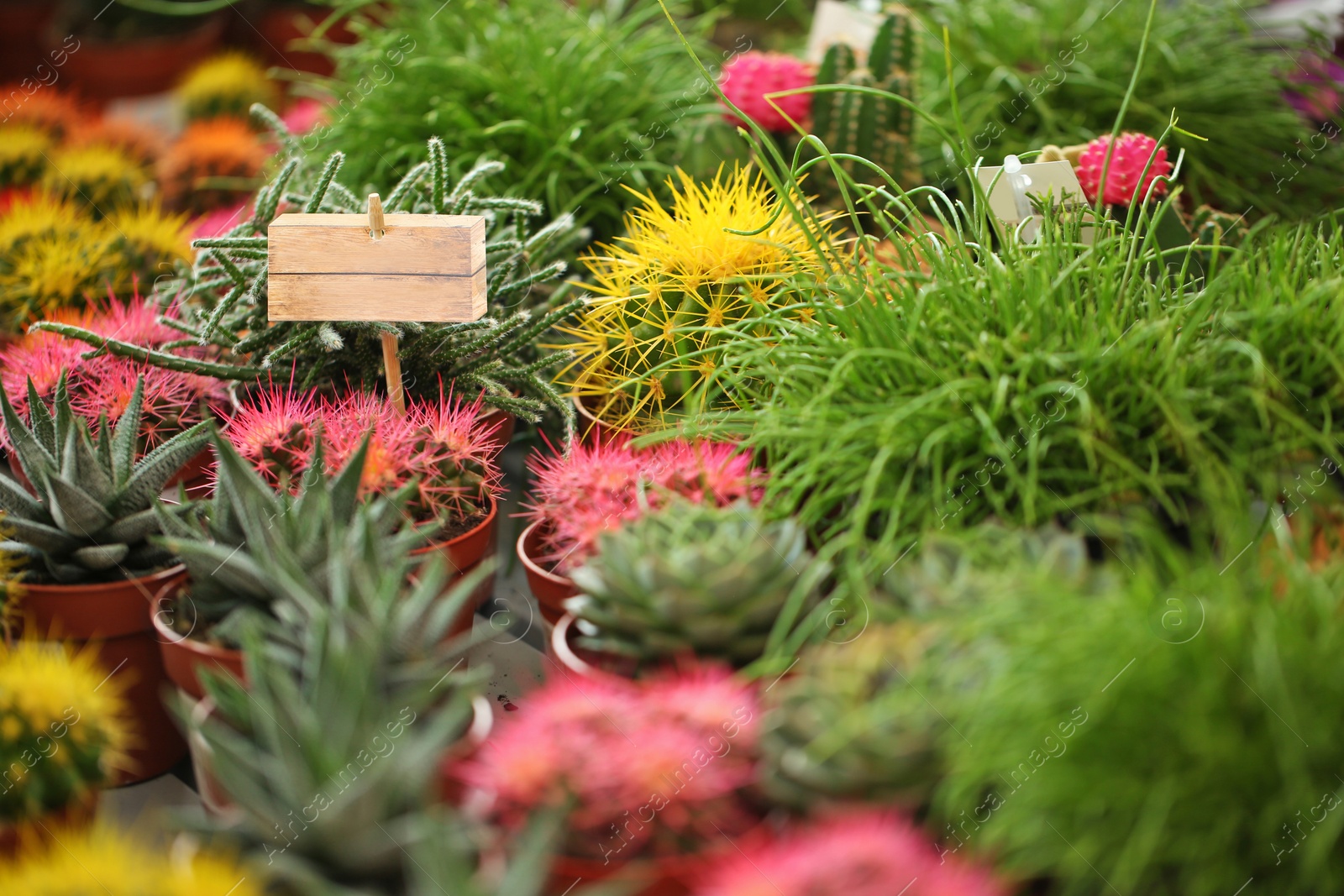 Photo of Pots with beautiful cacti, closeup. Tropical flowers