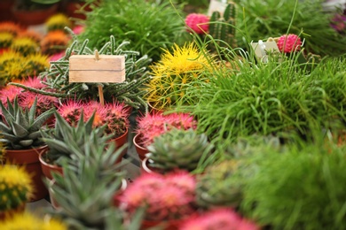 Pots with beautiful cacti, closeup. Tropical flowers