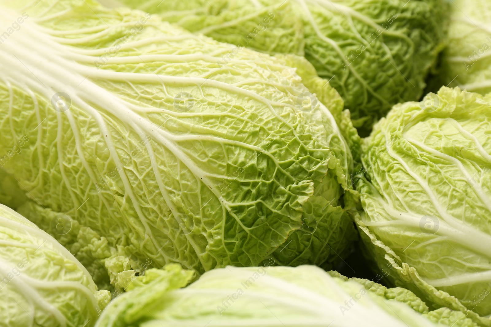 Photo of Fresh ripe Chinese cabbages as background, closeup