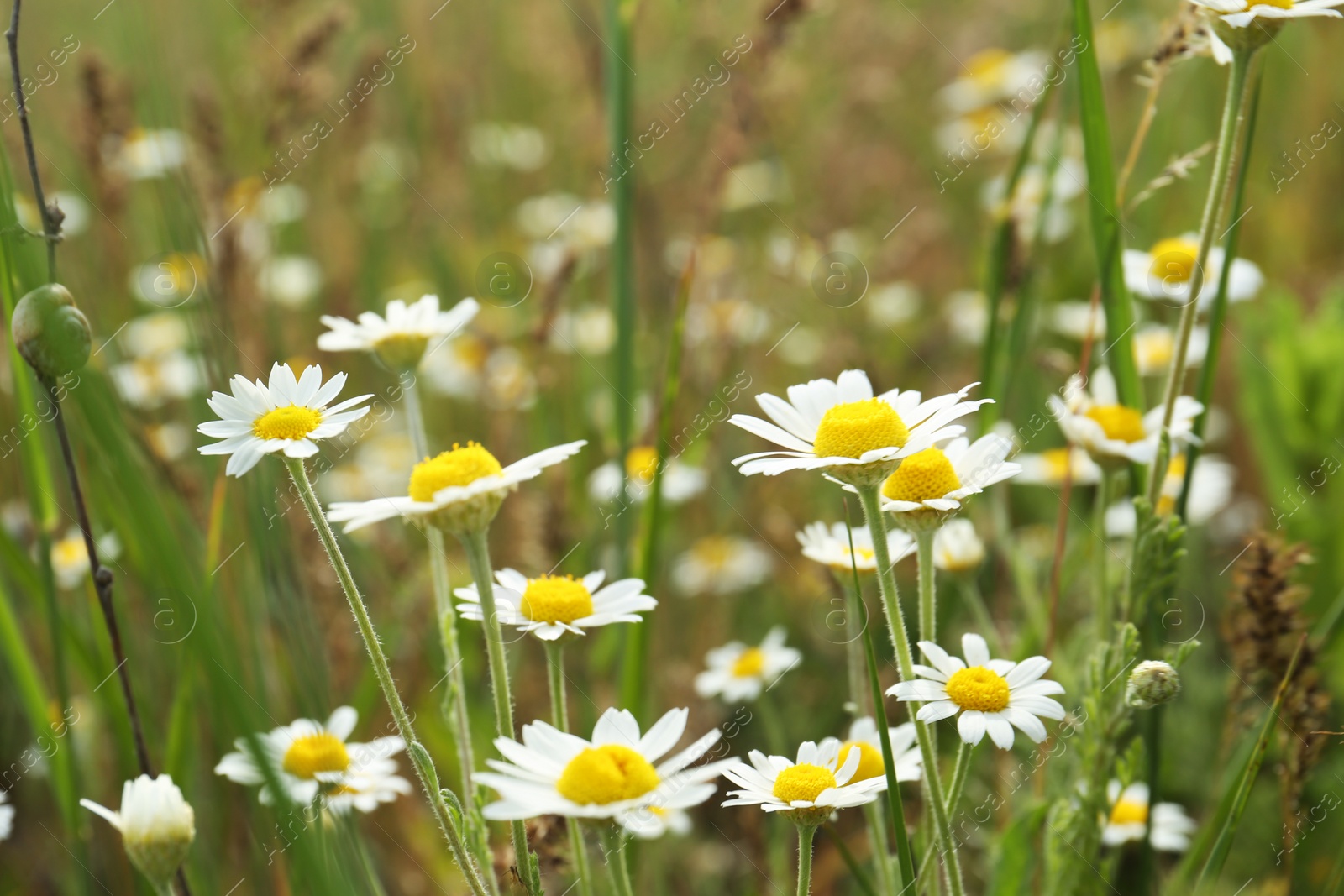 Photo of Beautiful chamomile flowers growing in field, closeup