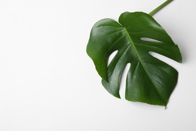 Leaf of tropical monstera plant on white background, top view