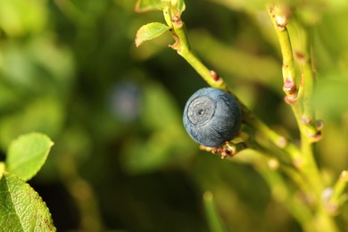 One bilberry growing in forest, closeup. Space for text