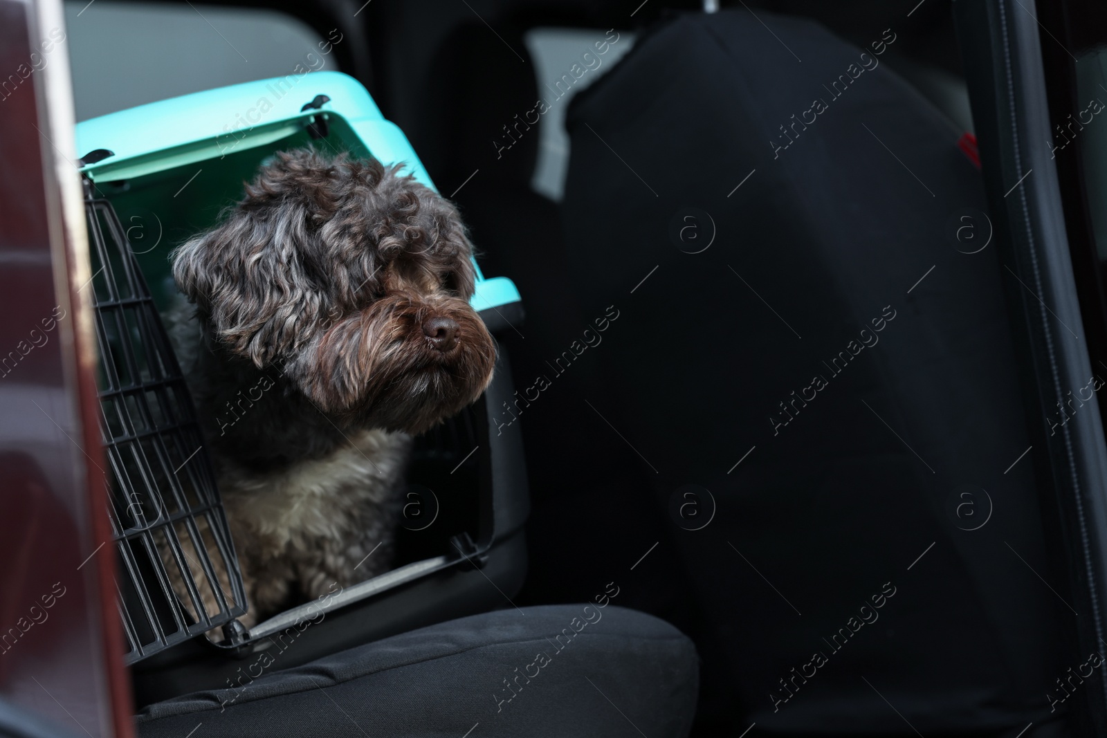 Photo of Cute dog in pet carrier travelling by car, space for text. Safe transportation