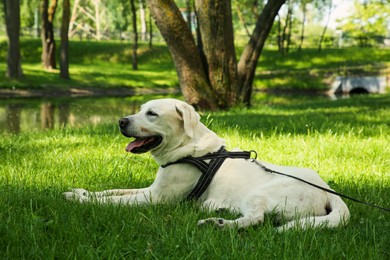 Photo of Cute Labrador Retriever with leash on green grass in park. Dog walking