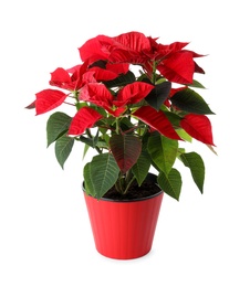 Photo of Beautiful poinsettia (traditional Christmas flower) in pot on white background