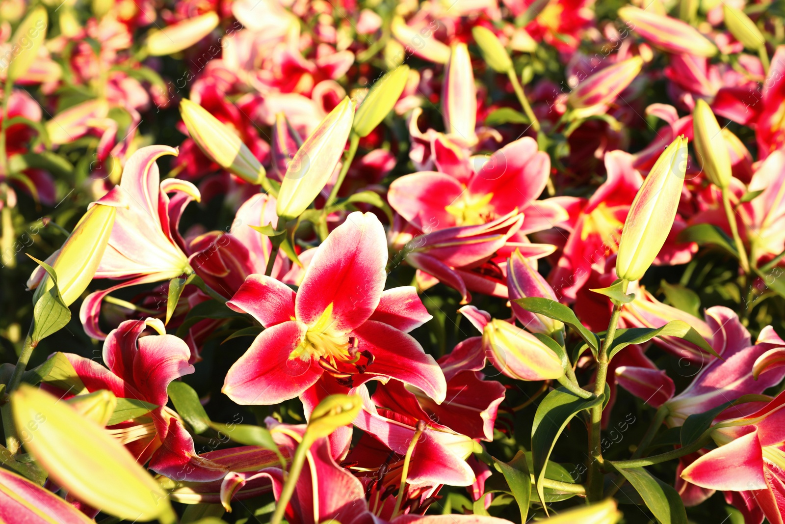 Photo of Beautiful bright pink lilies growing at flower field