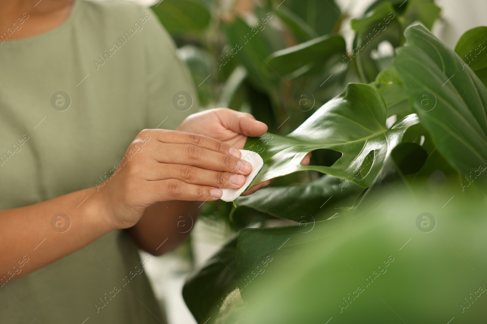 Photo of Houseplant care. Woman wiping beautiful monstera leaves, closeup