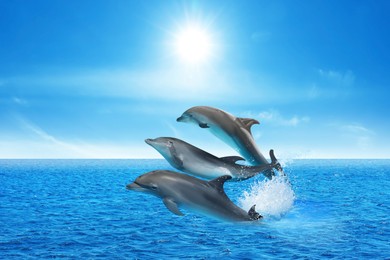 Image of Beautiful bottlenose dolphins jumping out of sea with clear blue water on sunny day 