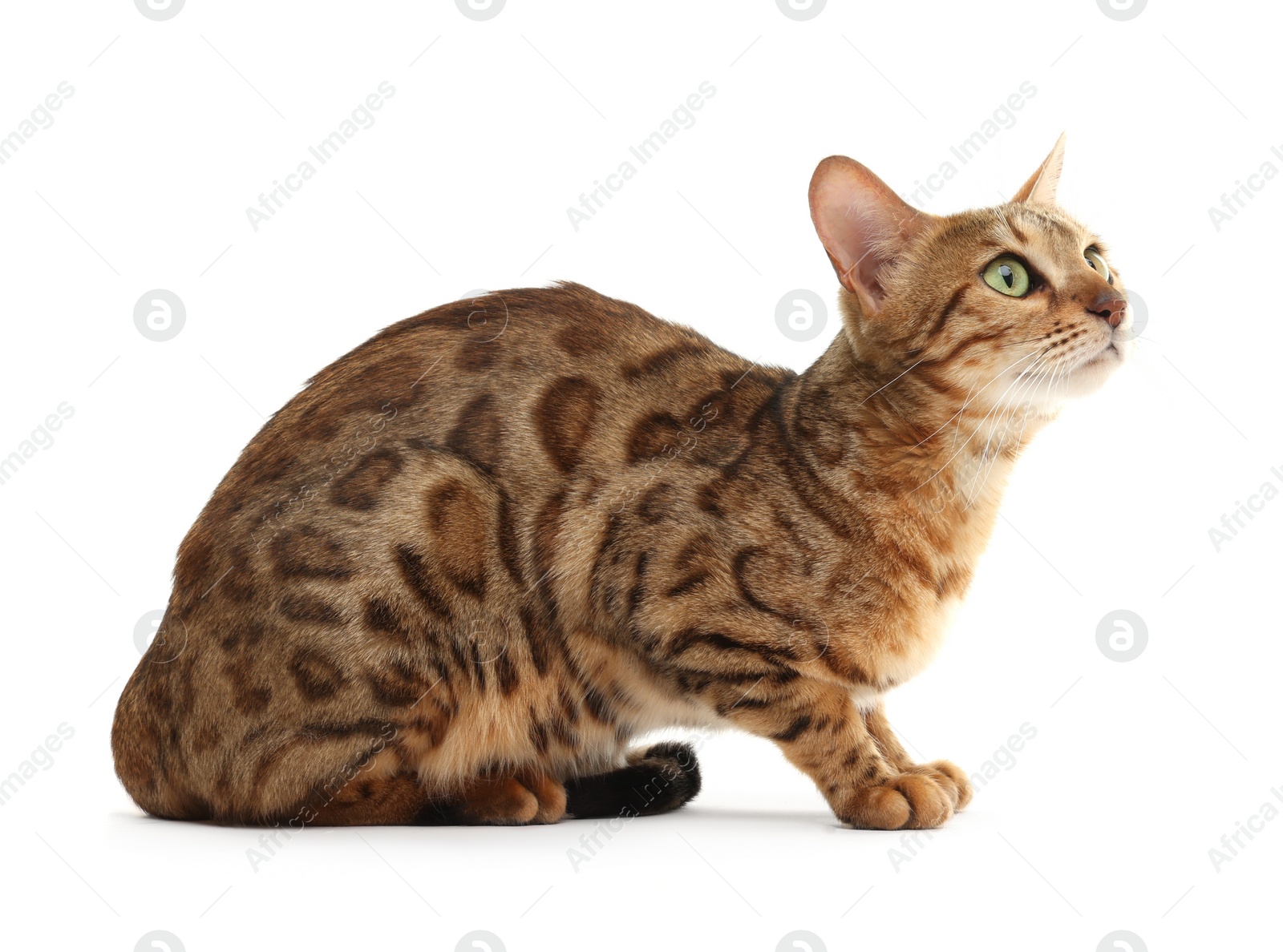 Photo of Cute Bengal cat on white background. Adorable pet