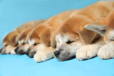 Photo of Cute Akita Inu puppies on light blue background. Baby animals