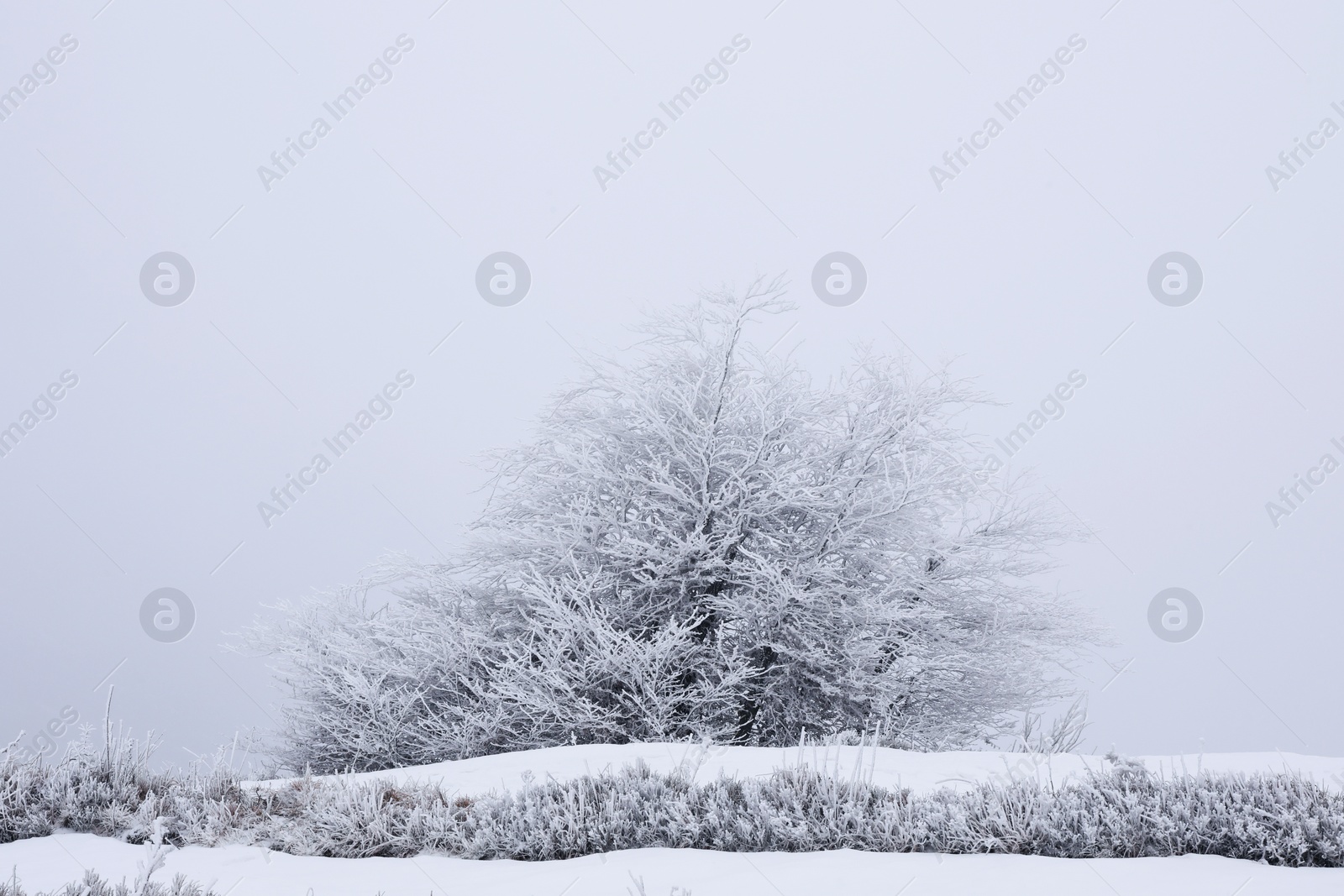 Photo of Trees and plants covered with snow on winter day