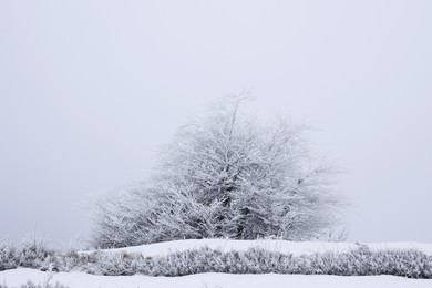 Trees and plants covered with snow on winter day