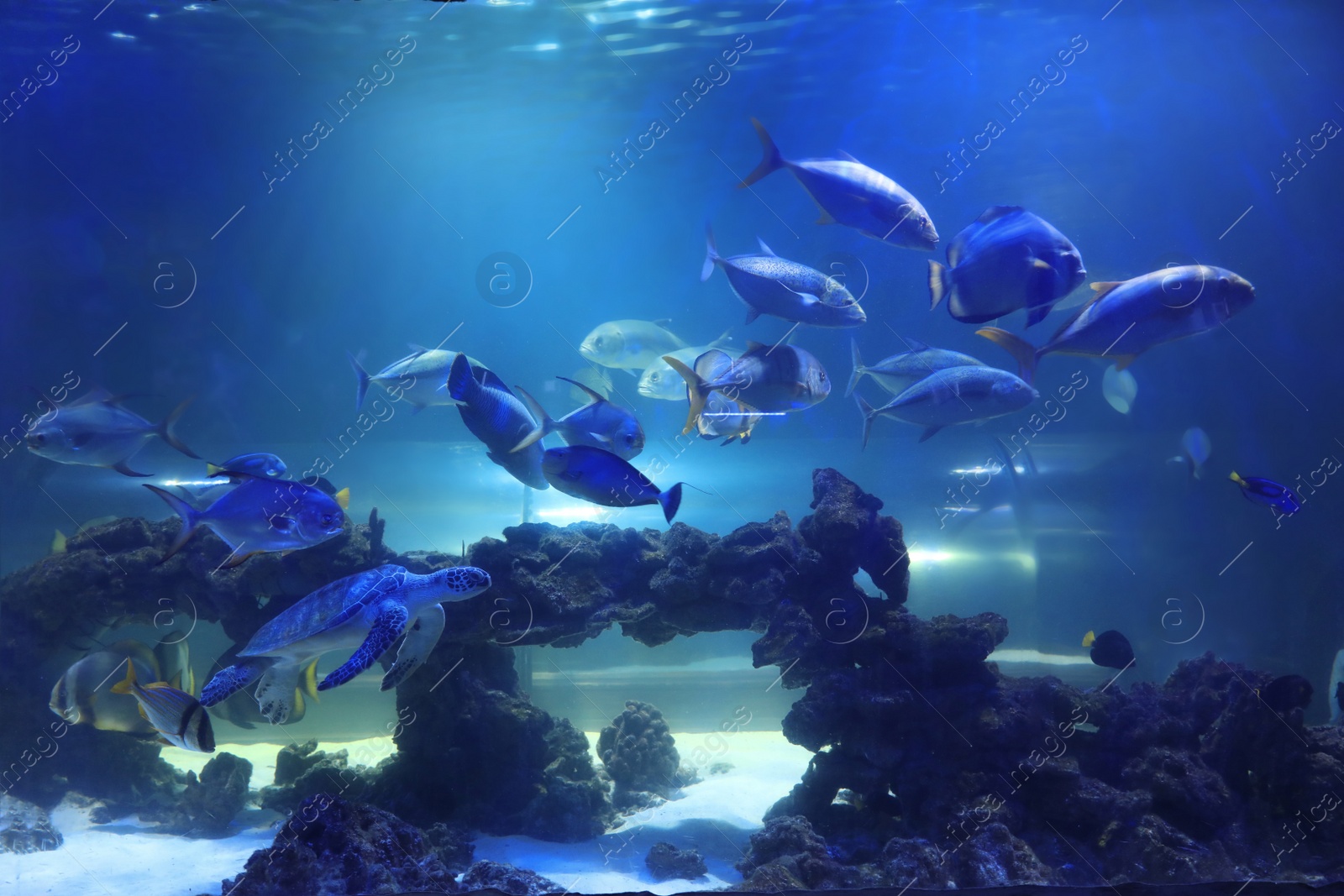 Photo of Different tropical fishes and turtle swimming in clear aquarium water