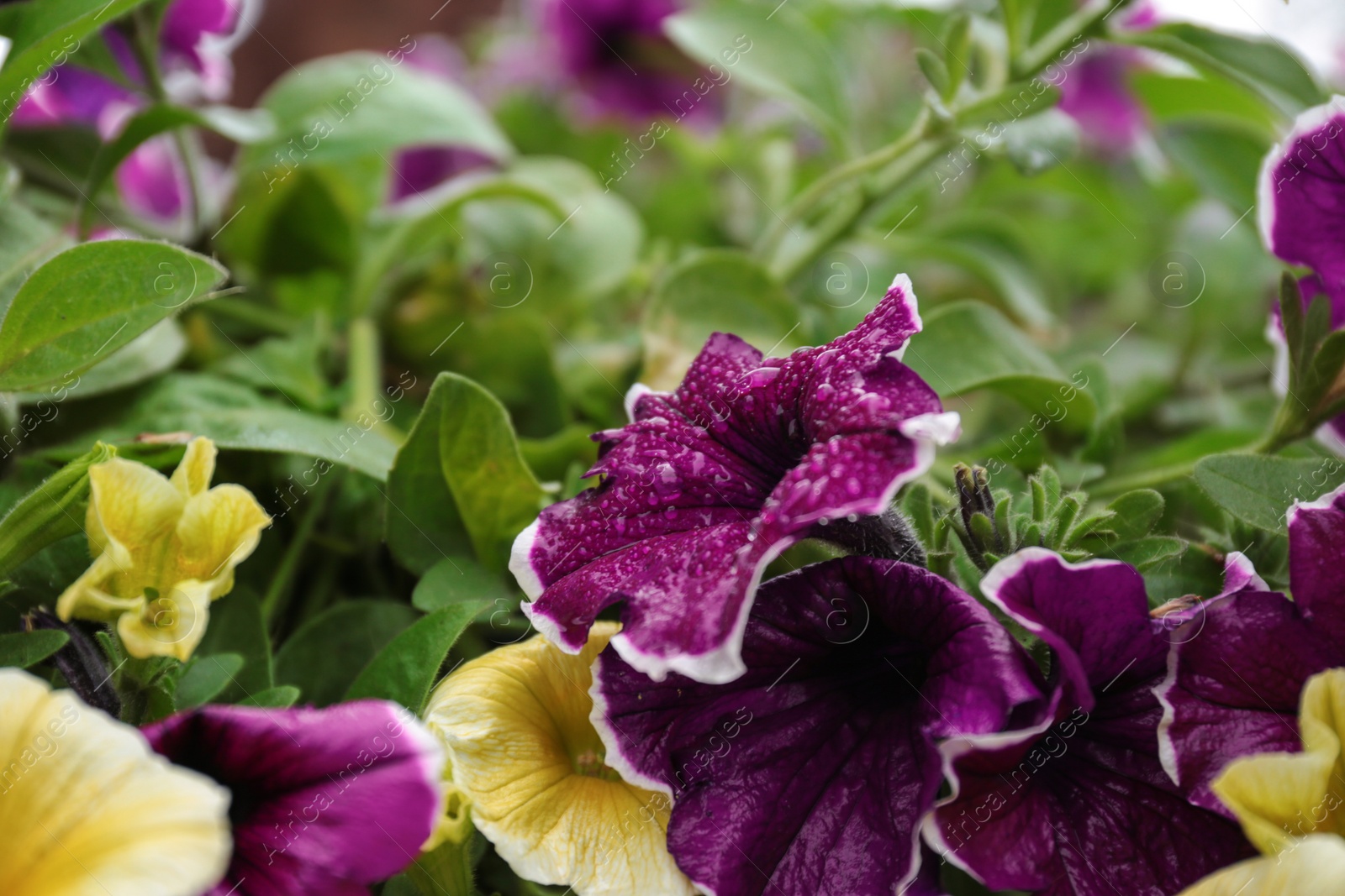 Photo of Beautiful spring flowers with rain drops in garden, closeup view