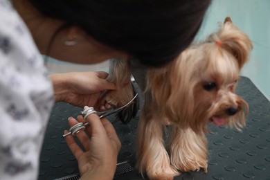 Photo of Professional groomer giving stylish haircut to cute dog in pet beauty salon, closeup