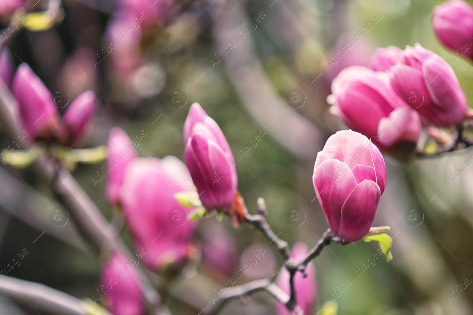 Photo of Magnolia tree with beautiful flowers outdoors, closeup. Amazing spring blossom