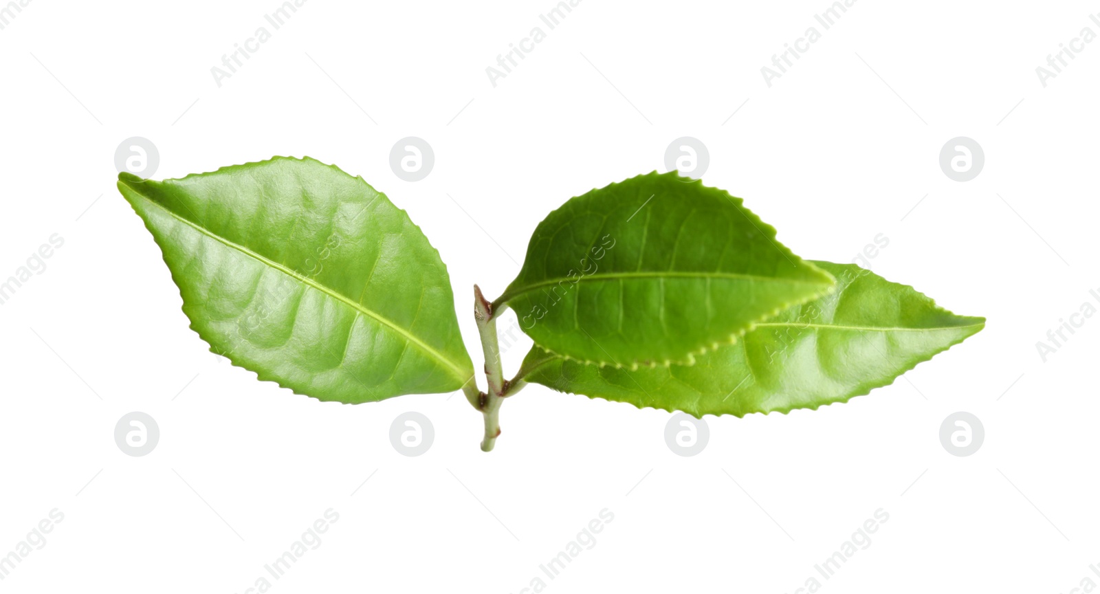 Photo of Green leaves of tea plant isolated on white