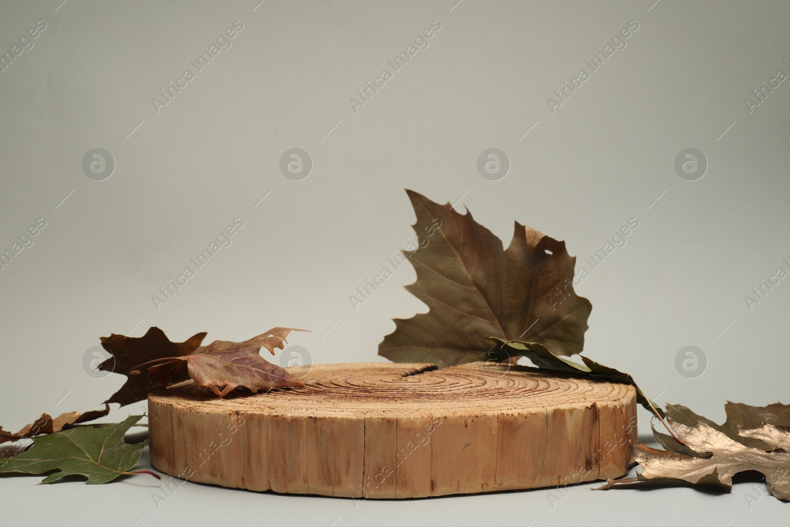 Photo of Autumn presentation for product. Wooden stump and dry leaves on light grey background