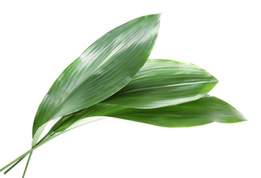 Photo of Beautiful tropical Aspidistra leaves on white background