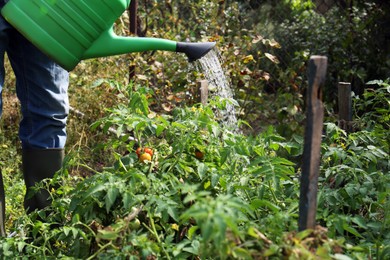 Man watering tomato plants growing in garden, closeup