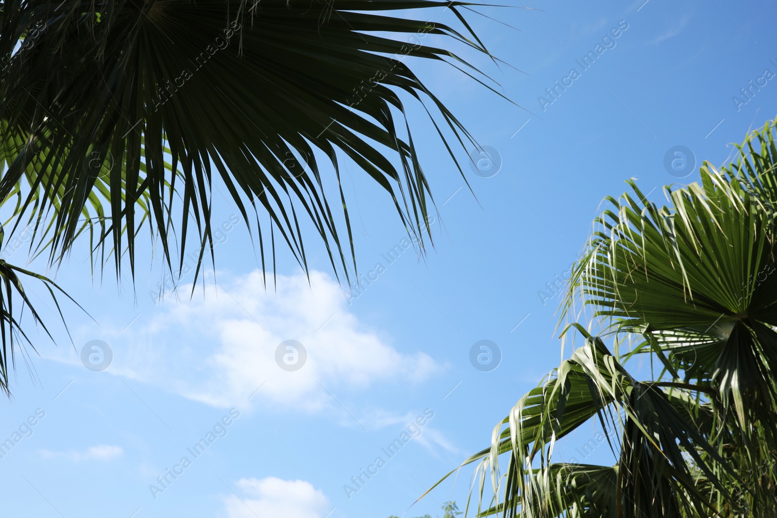 Photo of Beautiful view of palm branches on sunny summer day