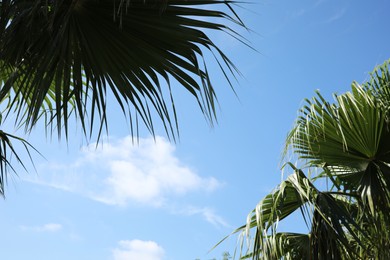 Photo of Beautiful view of palm branches on sunny summer day