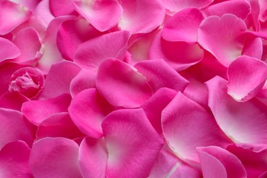 Photo of Many pink rose petals as background, closeup