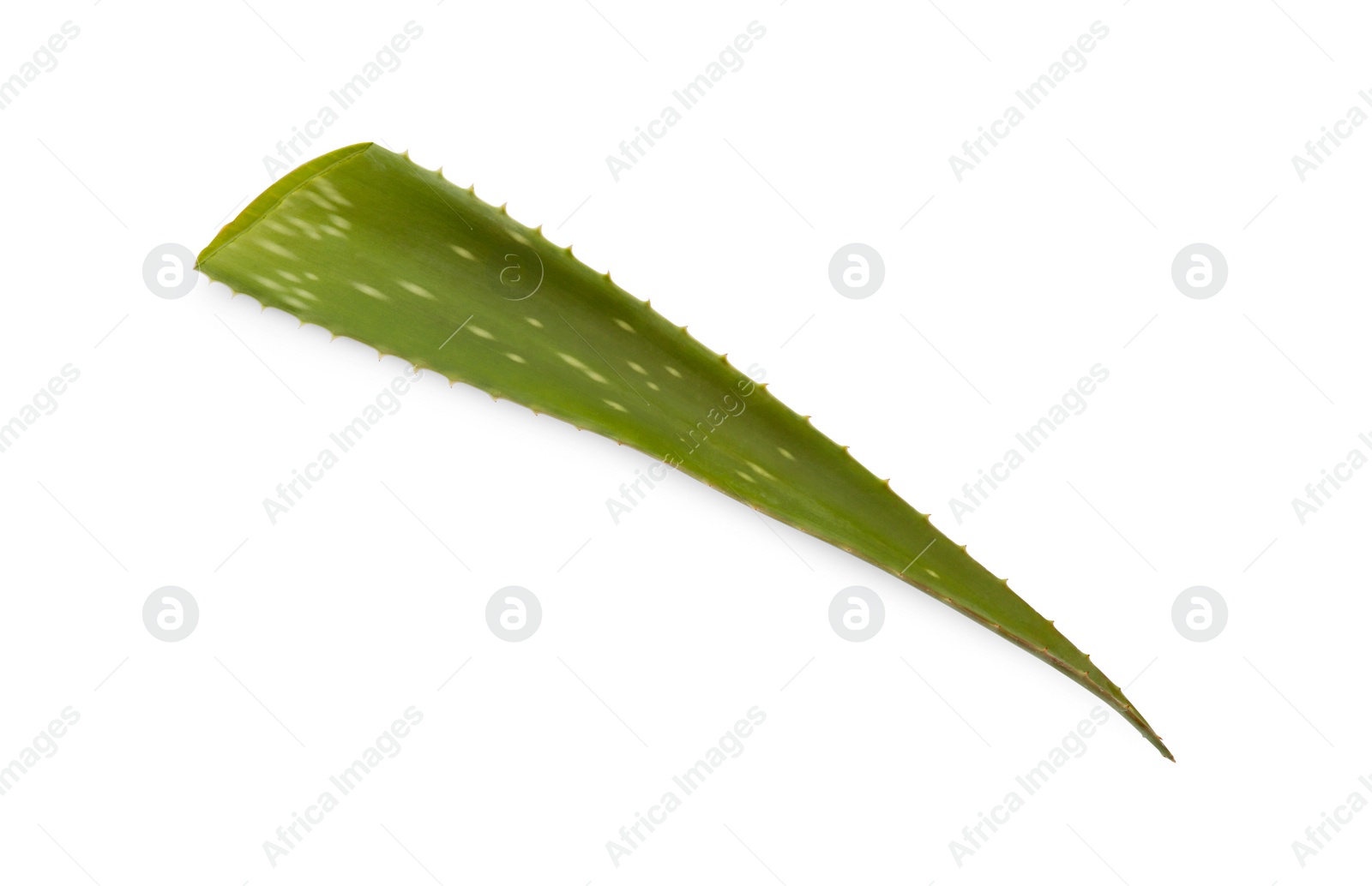 Green aloe vera leaf isolated on white Photo of Green aloe vera leaf isolated on white