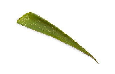 Photo of Green aloe vera leaf isolated on white