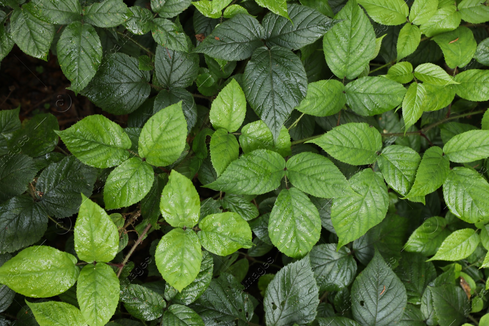 Photo of Beautiful wild plants with wet green leaves as background, top view