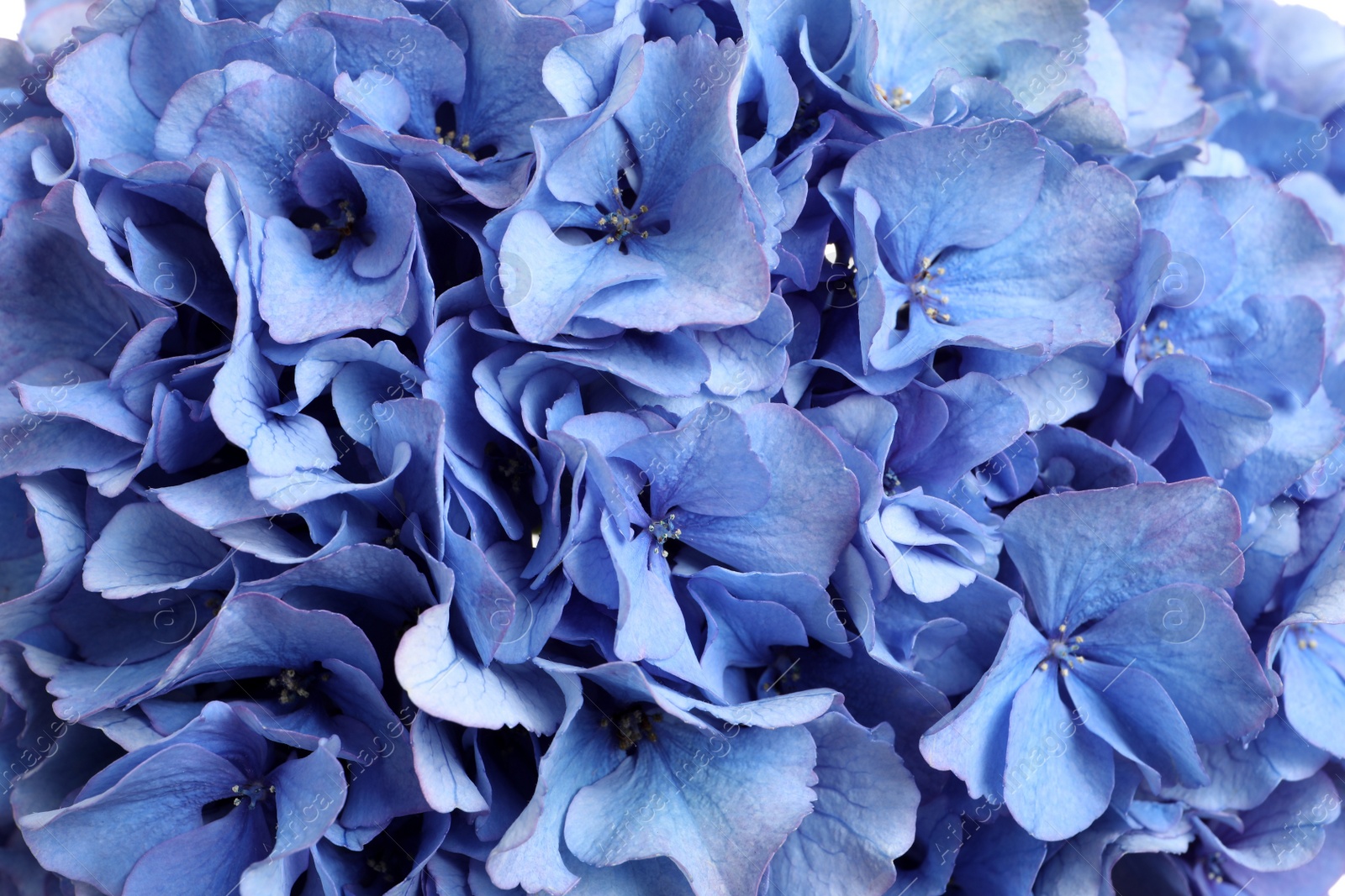 Photo of Beautiful light blue hortensia flowers as background, closeup