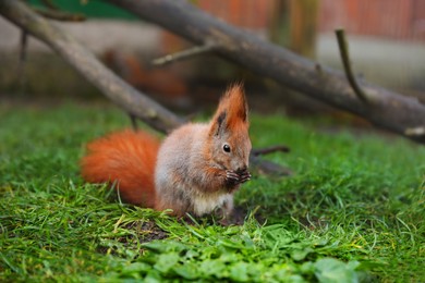 Cute squirrel eating on green grass in zoo