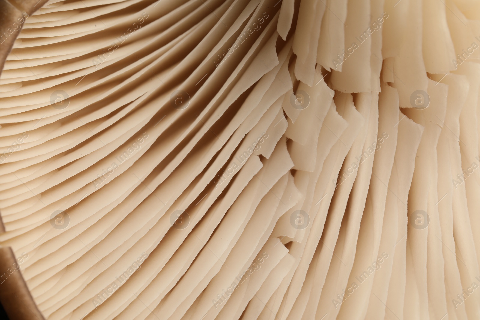 Photo of Fresh oyster mushroom as background, macro view